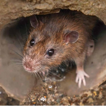 Common Pest Control Vocabulary